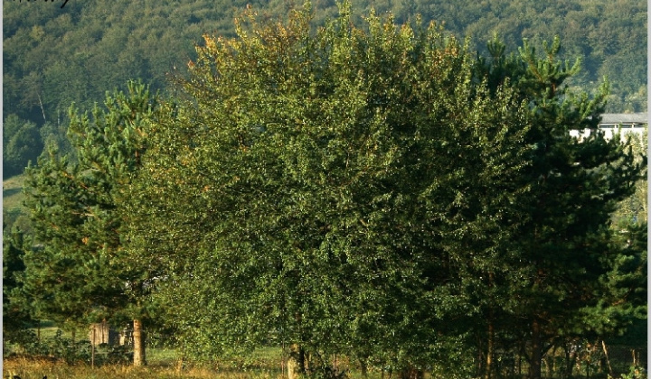 6. fotografia fotogalérie Pichne a okolie