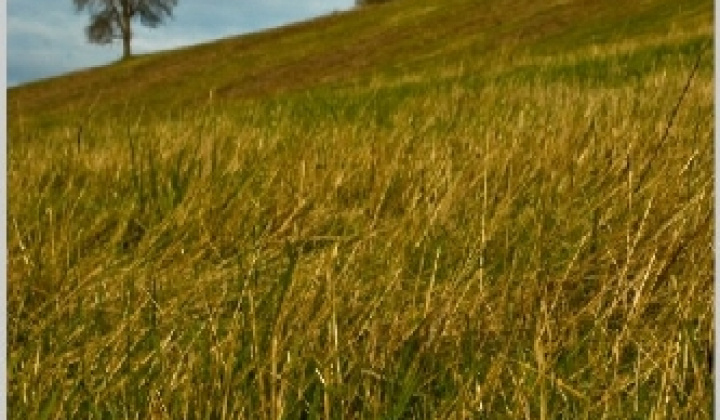 8. fotografia fotogalérie Pichne a okolie II.