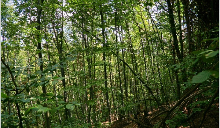 7. fotografia fotogalérie Pichne a okolie III.