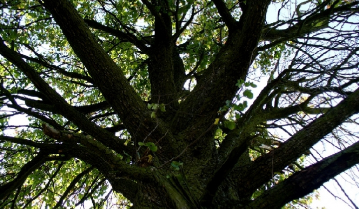 14. fotografia fotogalérie Pichne a okolie IV.