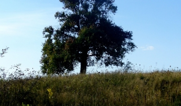 15. fotografia fotogalérie Pichne a okolie IV.