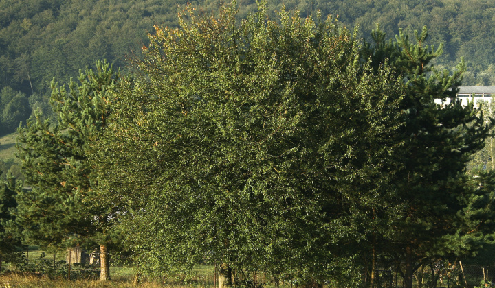 4. fotografia fotogalérie Leto