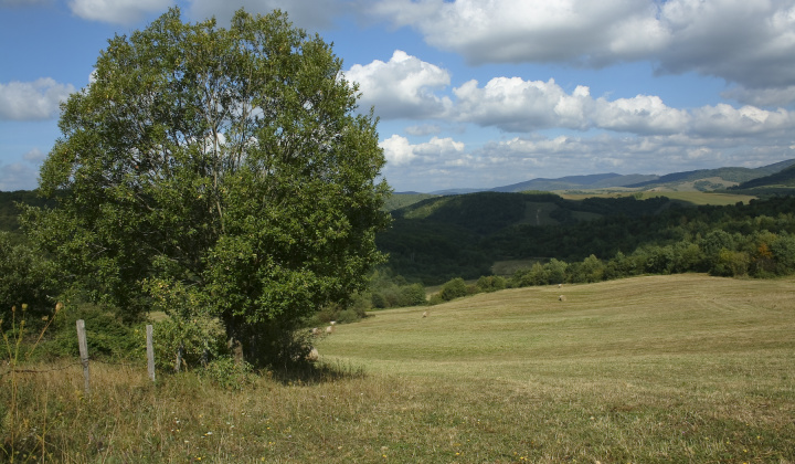 5. fotografia fotogalérie Leto