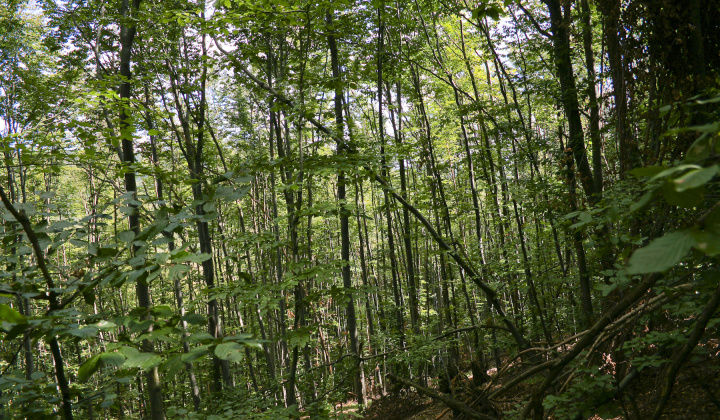 6. fotografia fotogalérie Leto