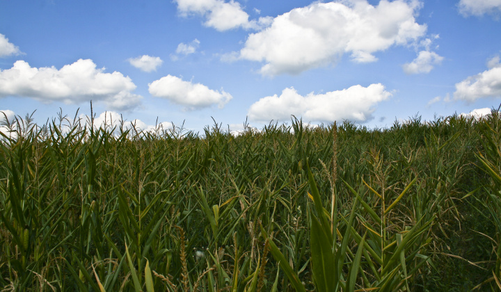 9. fotografia fotogalérie Leto