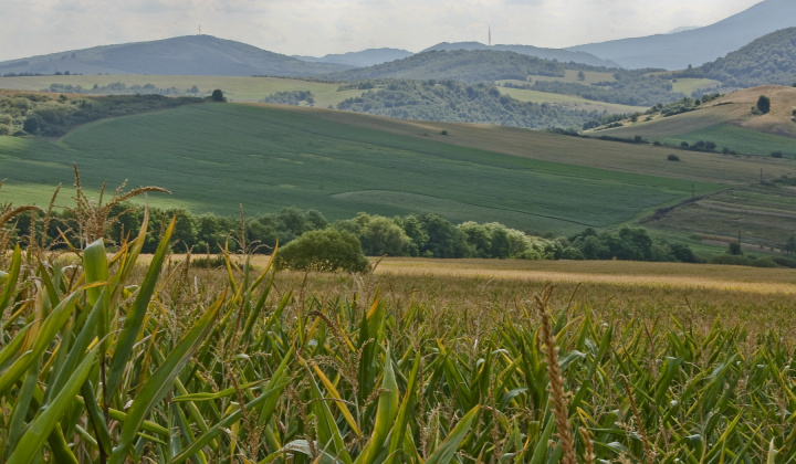 20. fotografia fotogalérie Leto
