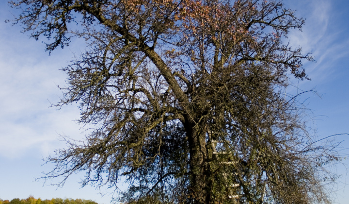 9. fotografia fotogalérie Jeseň