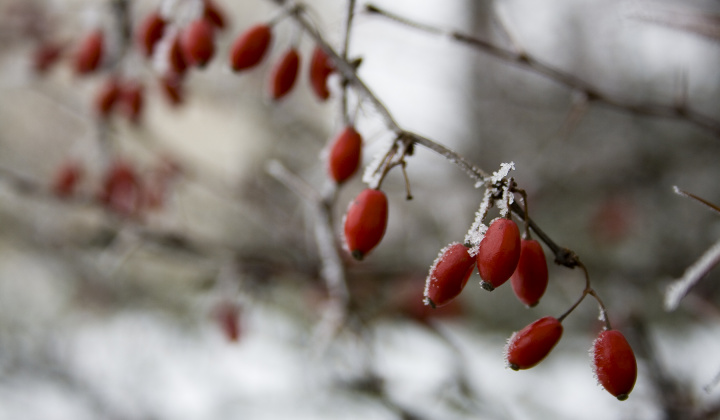 3. fotografia fotogalérie Zima