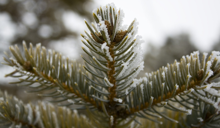 6. fotografia fotogalérie Zima